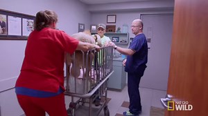 184K views · 200 shares | Aries the ram is disabled from a dog attack and requires surgery on his leg to walk normally again. #AnimalER | National Geographic Animals | Facebook
