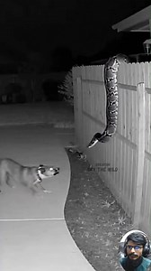 820K views · 10K reactions | Dog Catches the Python Snake from the Fence of a House Yard. When Wild Animals Enter into The Local Area. #animals #love #python #snake #dog #wildlife | Spy the Wild | Facebook