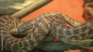 Stimson's python snake. Antaresia stimsoni species, is an Australian non-venomous snake. Pythonidae snakes family. Living in all Australia and kept as pets in terrariums.