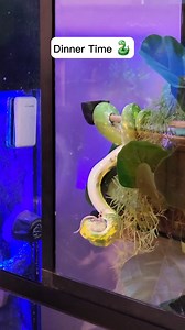 "Rodents for dinner? Yes please." -Lombardi the Green Tree Python 🐍 Did you know it can take snakes a few days to a few weeks to digest their food? They may have teeth, but they're not used for chewing. A snake's jaw is their best tool, helping expand their mouths around food to swallow it whole. This process is the reason for their slow digestion, and why they can go for weeks on just one feeding session! Note: We never feed our snakes live rodents. All are humanely euthanized before being off