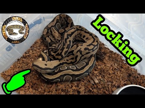 Ball Python Breeding, Snakes Locking