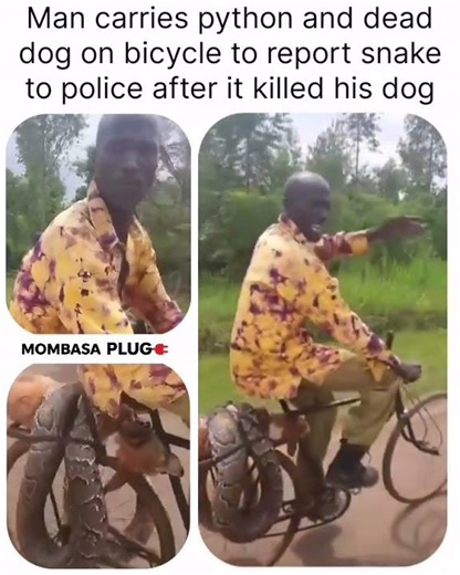 man taking #python to police after killing his dog #kenya #dogKilled #kenyanews #viralke #animalnews