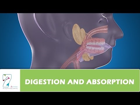 DIGESTION AND ABSORPTION