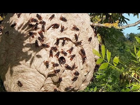 From hornets to algae: The growing threat of invasive alien species in Europe