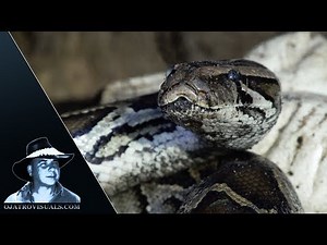 Python Incubating 01 Footage