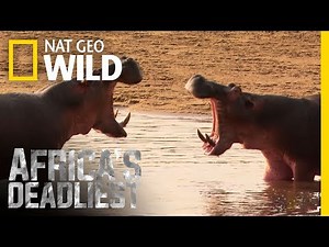 Hippo Beatdown | Africa's Deadliest
