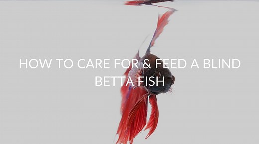 How To Care For & Feed A Blind Betta Fish