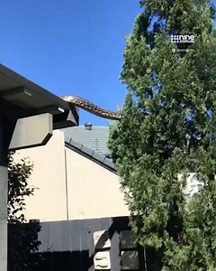 A monster five metre python has managed to defy gravity and slither from a suburban roof to a tree in southeast Queensland. | Nine.com.au