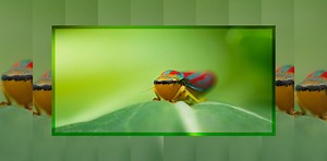 How to Shoot Handheld Focus Stacks for Macro Photography