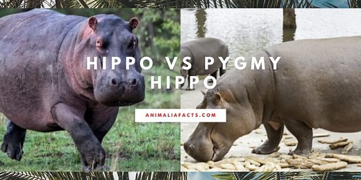 Pygmy Hippo vs Regular Hippo | Comparison