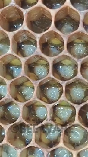 2.1K views · 21 reactions | Inside each cell of the hive is a baby bee growing safely until it’s ready to emerge and join the colony. | Bee WARE | Facebook