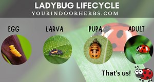 The 4 Ladybug Life Cycle Stages With Photos | Your Indoor Herbs and Garden