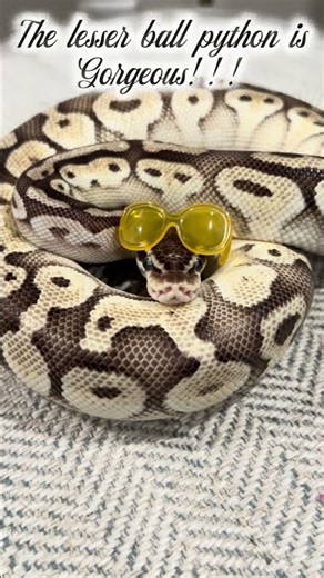 Lesser ball pythons are so pretty!!