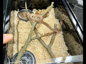 Your New Baby Childrens Python: How to setup your new pet...