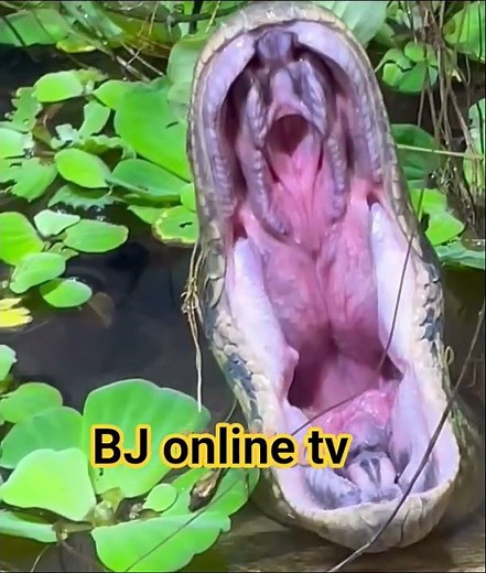 Inside the Terrifying Mouth of a Python 🐍 | Nature’s Silent Predator Revealed!