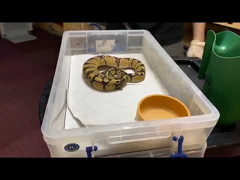 Royal python feeding