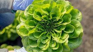 How to Grow Lettuce: Sowing, Planting & Harvesting Tips for Crisp Leaves