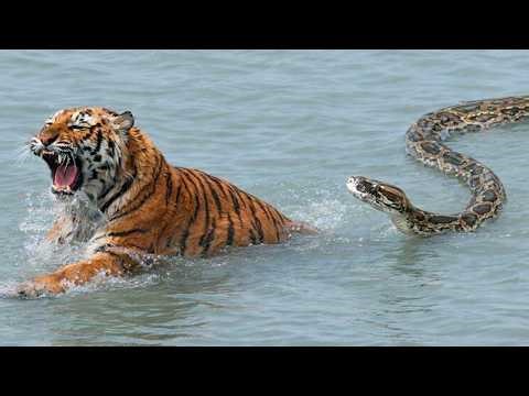 Tiger kills python without mercy! Check it out!