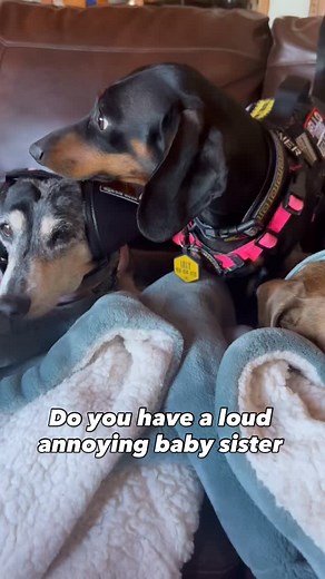 THE ORIGINAL EAR MUFFS FOR DOGS: The original patented calming headphones designed in the USA with a unique cone shape tailored to fit all dog ear types — pointy or drooping — to help protect sensitive ears from loud sounds like fireworks, thunder, heavy rain, traffic, and more. Use our code DOXIELVR15 for a special discount! | Miley, Penny, & Lilly | Facebook