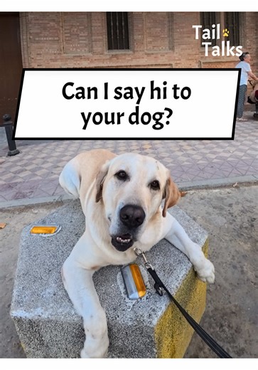 We met a gorgeous Labrador Retriever named Buddy in Seville, Spain! He was resting after his second long walk of the day, but he made sure to recharge with some snacks before he left! #labrador #labradorretriever #dogs #dogsoftiktok #streetinterview