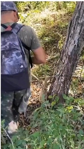 1.1K views · 9.2K reactions | This video is soo cute! 殺 It's heartwarming to witness the sight of this adorable baby sloth finally being reunited with the mommy sloth. The way it squeaks before they embrace each other and cling onto each other's fur is simply adorable. It makes me just squee!! 﫶殺 #sloth #babysloth #cute #baby #wildlifelovers | Sharesloth | Facebook