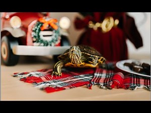 Python Turtle Tutorial: Drawing a Festive Christmas Tree 🎄🐢