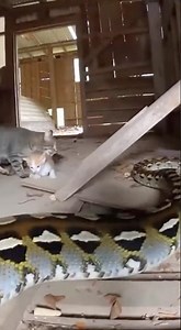 Mom cat Saves baby from a big python