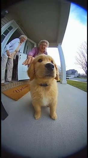 Exploding Puppy... #youtubeshorts #funny#unexpected