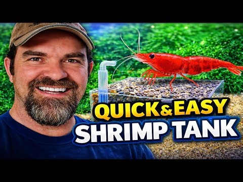 Neocaridina Shrimp Tank Setup: Quick & Easy DIY Sand and Gravel Filter Build