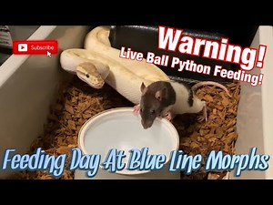 ⚠️Warning Live Ball Python Feeding⚠️ Lots Of Strikes! One Of The Best Feeding Days In A Long Time!