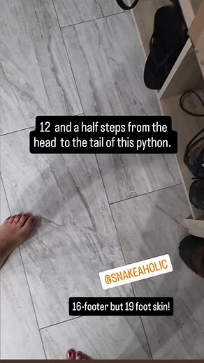 294K views · 1.4K reactions | Python Huntress on Reels | Facebook