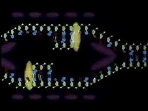 DNA Replication Animation