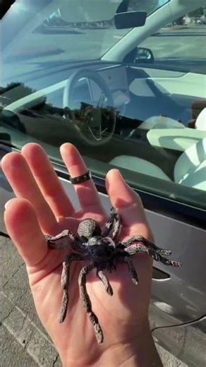 Tesla hack spider 😱 #tesla #automobile #funny