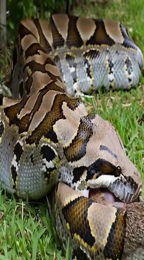 A big python grabbed a rabbit