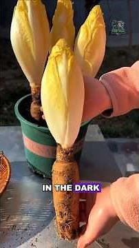 The only Vegetable that grows without Sunlight #chicory #chicoriesvegetables