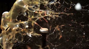 22 Videos of Things Exploding in Slow Motion