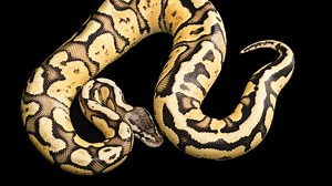 Firefly Ball Python