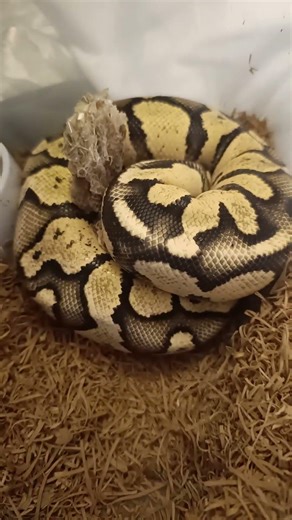 Firefly Orange Dream Chocolate Male 🐍🔥 | Future Breeder Alert