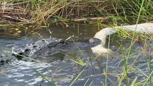 Alligator seen eating invasive python in Florida Everglades