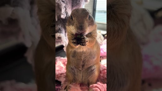 Prairie Dog Enjoys Some Berries