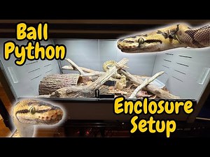 Ball Python Setup! How I built my python his dream home!