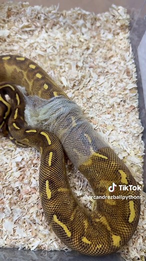 Nica Gutierrez on TikTok