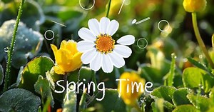 Spring Logo