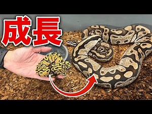 【Too Huge?】How Big Can a Ball Python Grow?