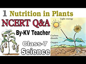 Question Answers ONLY / Nutrition In Plants / Class-7 Science NCERT Chapter-1 Solution By-KV Teacher