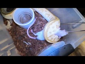 Ball python live feeding