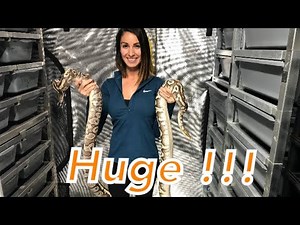 BIGGEST BALL PYTHONS "HUGE"