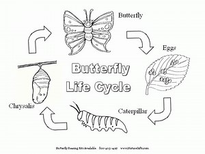 Butterfly life cycle - Agriculture Information Bank