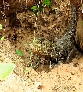 The fierce battle between pythons and animals.. | Wild World