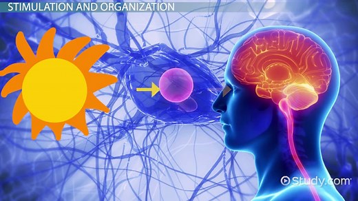 Stages of Perception in Psychology | Overview & Process